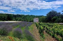 Taste of Istria - wine, brandy, vinegar, local food