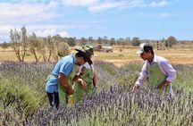 Lavender Field Guided Tour
