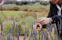 Lavender Field Guided Tour