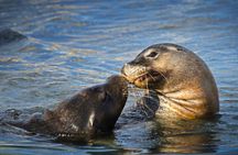 Dolphin, Sea Lion and Penguin Island Cruise