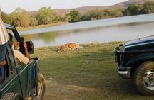 3-Hour Shared Safari in Ranthambore National Park