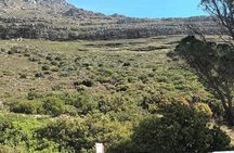 Robben lsland Plus Table Mountain Full Day Tour