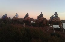 Camel Barbecue Sunset Agadir city 