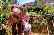 7-Day Private Sri Lanka Tour (Sigiriya, Ella, Yala & Galle Fort)