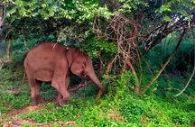 7 Day Private Sri Lanka Tour Sigiriya, Ella Yala and Galle Fort