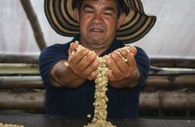 Private Tour in an Authentic, Ecological Local Coffee Finca.