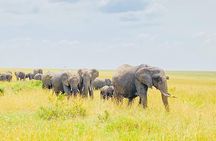 6 Days Kenya Budget Group Safari
