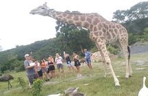 Private Beach Lodge and Giraffe Interaction for Cruise ship Guest