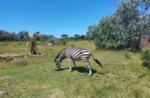 Private Beach Lodge and Giraffe Interaction for Cruise ship Guest