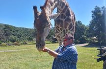 Private Beach Lodge and Giraffe Interaction for Cruise ship Guest