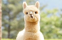Alpaca World and Gangchon Rail Bike Day Trip from Seoul