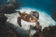 Half-Day Deluxe Molokini Snorkel Excursion in Maui