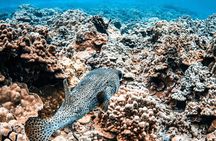 Half-Day Deluxe Molokini Snorkel Excursion in Maui