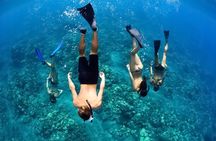 Turtles & Tacos Luxury Catamaran Snorkel