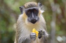 Barbados Shore Excursion: Wildlife Encounter and Beach Day