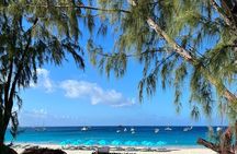 Barbados Shore Excursion: Wildlife Encounter and Beach Day
