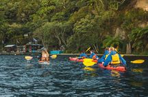 Rotorua: Evening Starlight Gourmet Kayak Tour Glowworms