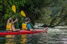 Rotorua: Evening Starlight Gourmet Kayak Tour Glowworms