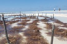 Jambiani Village Cultural Private Tour