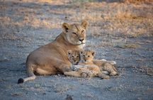 Nairobi National Park Half Day Game Drive Tour With Free WIFI