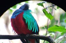 Private Natural History Walk in Monteverde