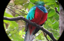 Private Natural History Walk in Monteverde