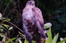 Private Natural History Walk in Monteverde