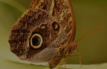 Private Natural History Walk in Monteverde