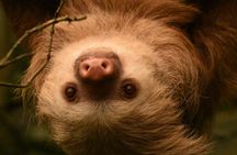 Private Guided Night Walk in the Wonderful Darkness of Monteverde