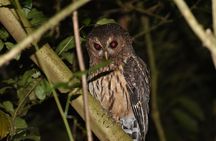Group Guided Night Walking Tour in Monteverde