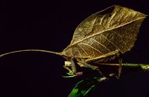 Group Guided Night Walking Tour in Monteverde