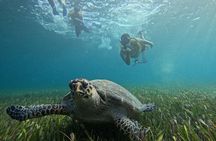 Jungle Tour Adventure Cancun