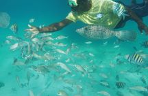 Stingrays, Starfish and Snorkeling Tour