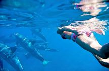 Small Group Wild Dolphin Tour: Swim, Paddle Board and Subwing