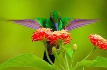 Yerette Home of the Hummingbird and Caroni Wildlife Tour
