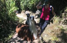 5-Day Salkantay Trek to Machu Picchu