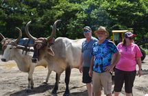 Palo Verde Boat Safari + Coffee & Culture – Wildlife & Flavor