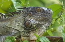  Canoe & wildlife spotting on small canals of Tortuguero Park