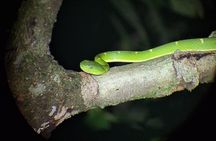 Group Guided Night Walking Tour in Monteverde