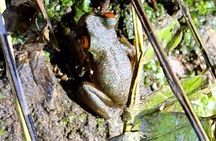 Group Guided Night Walking Tour in Monteverde