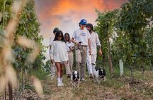 Wine Tour and Tasting of Lugana Wines in Desenzano