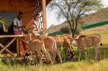 Private Day Tour in Serval Wildlife and Kikuletwa Hot Spring
