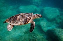 Snorkel Lunch & Lounge: Bluewater or Snorkel and Lunch: Leeward 