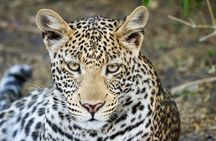 Full Day Private Tour in Chobe 