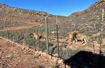 Big 5 Safari Aquila Full Day Private Return From Cape Town