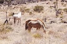 4-Hour Guided Off-Road Adventure to Wild Horses and Old Saloon