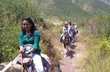 Horseback Mountain Trail Ride