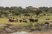 4-Day Serengeti, Ngorongoro, & Lake Manyara Budget Tour