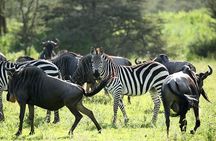 4-Day Serengeti, Ngorongoro, & Lake Manyara Budget Tour