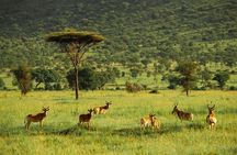 4-Day Serengeti, Ngorongoro, & Lake Manyara Budget Tour